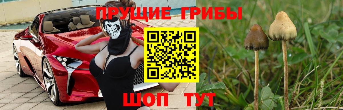 цены наркотик  Галлюциногенные грибы Magic Shrooms  Вход с VPN  Новозыбков  Галлюциногенные грибы MAGIC MUSHROOMS 